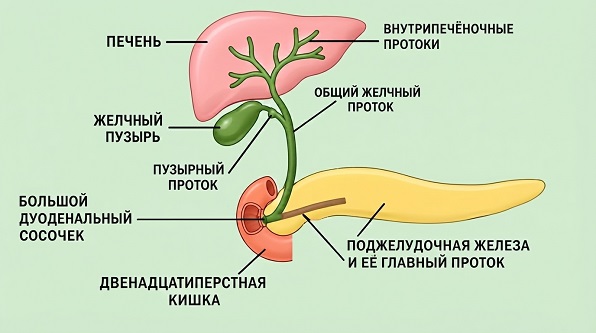 Развитие холецистита неуточненного